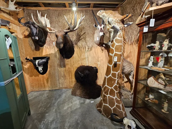 Taxidermy animal mounts including moose and giraffe displayed at Highway Pickers Antique Mall flea market